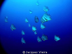 Bat fish in the morning sun at the wreck Mitsio on first ... by Jacques Vieira 